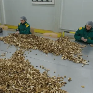 Biljni čaj od nane 2